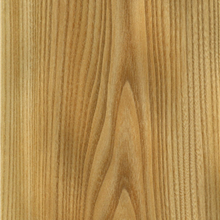 红榆 Red Elm